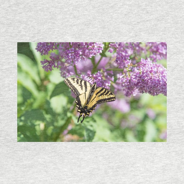 Yellow Swallowtail Butterfly and Purple Flowers by Amy-K-Mitchell